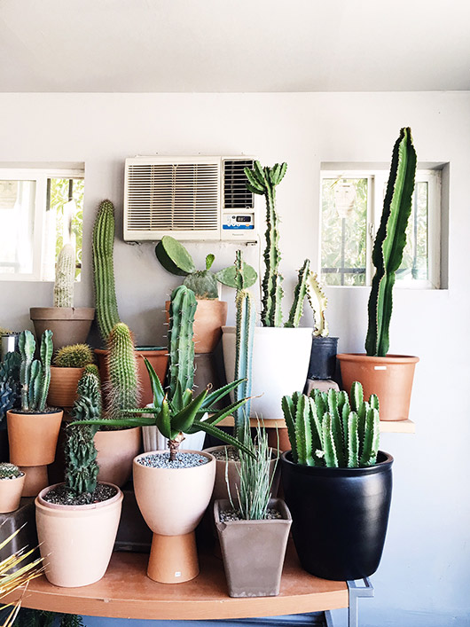 cactus e piante grasse